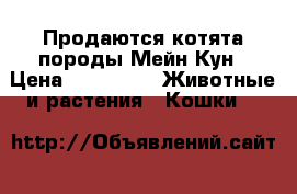Продаются котята породы Мейн Кун › Цена ­ 20 000 -  Животные и растения » Кошки   
